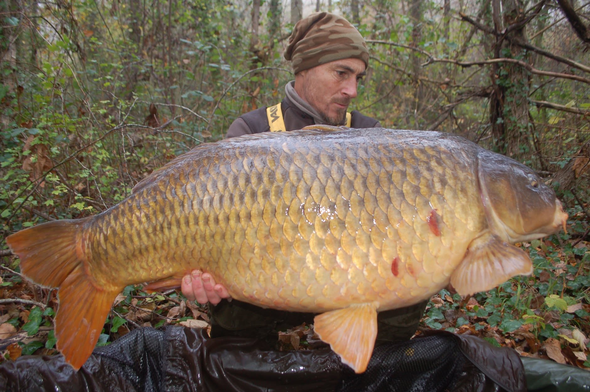 Fat Carp