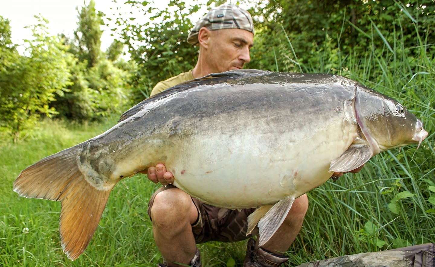 FAT CARP
