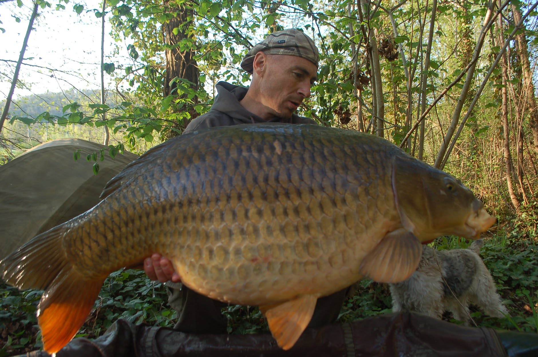 FAT CARP