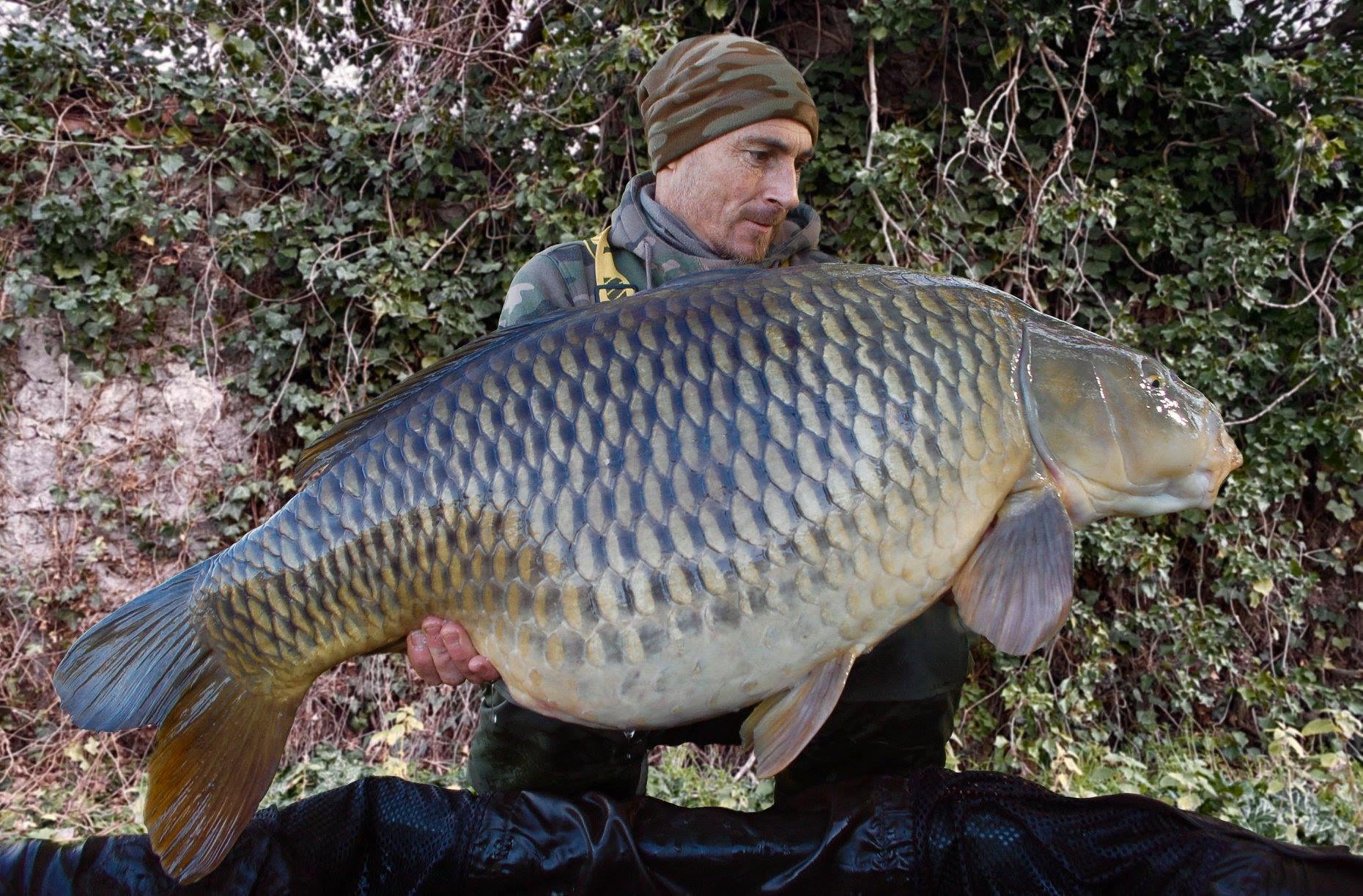 FAT CARP