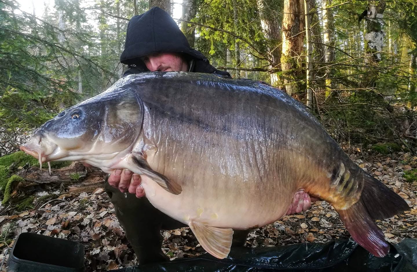 FAT CARP