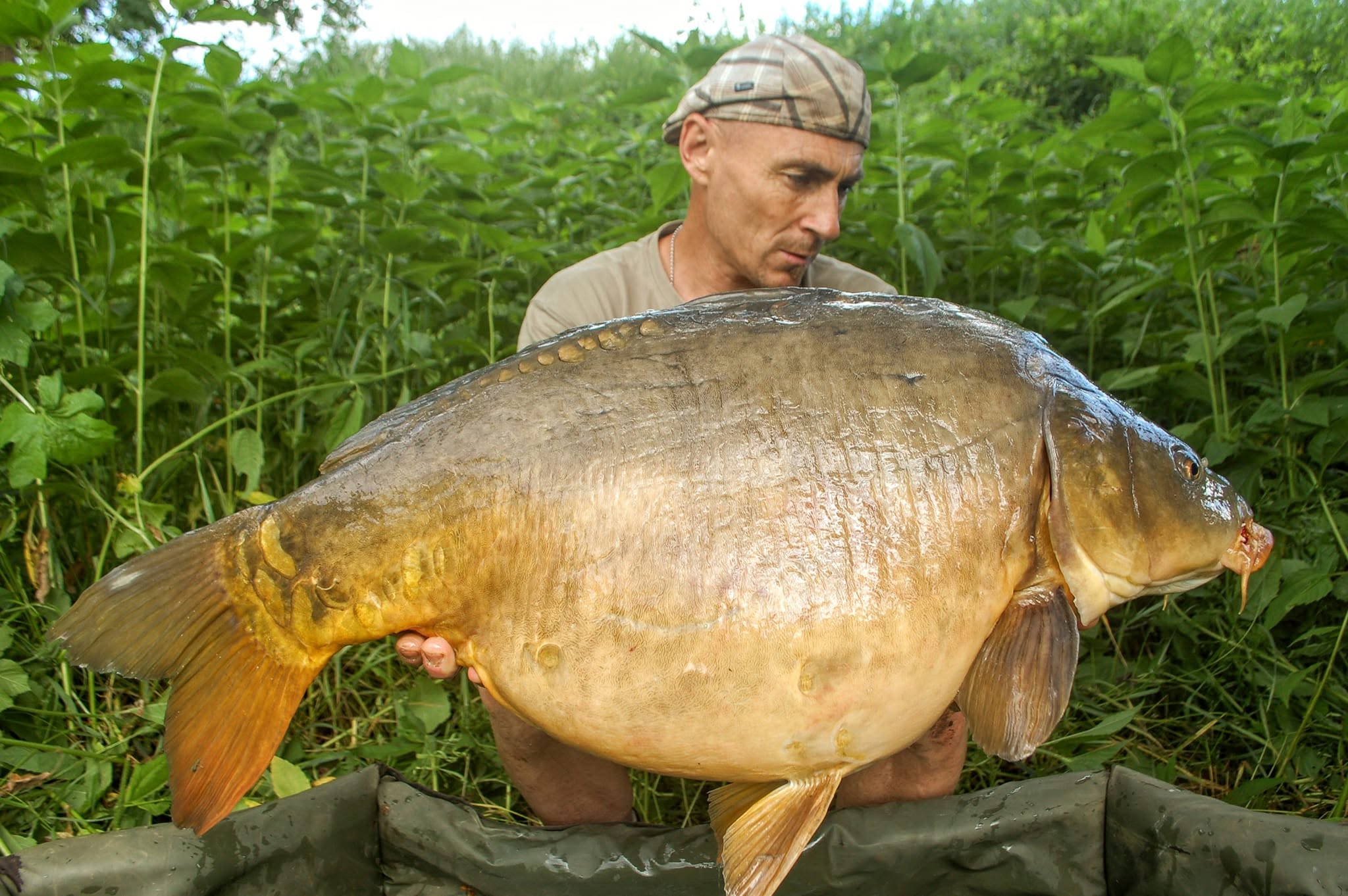 PROBIO-FISH