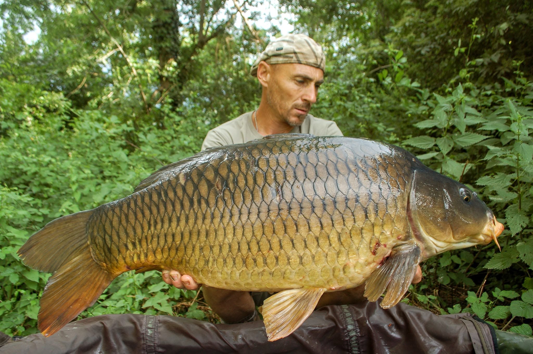 PROBIO-FISH