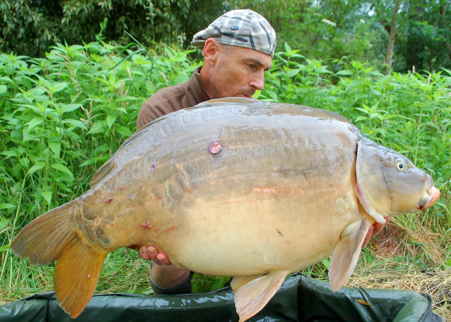 FAT CARP