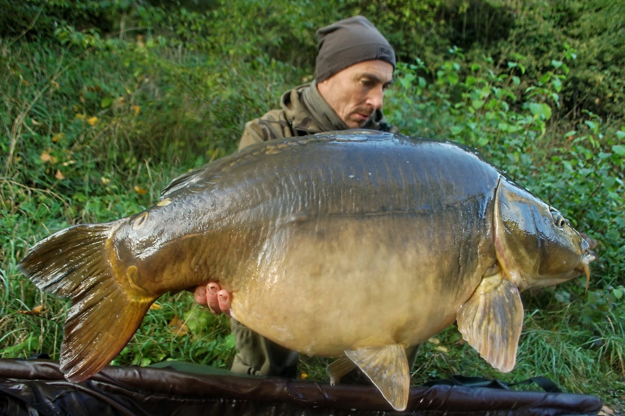 PROBIO-FISH