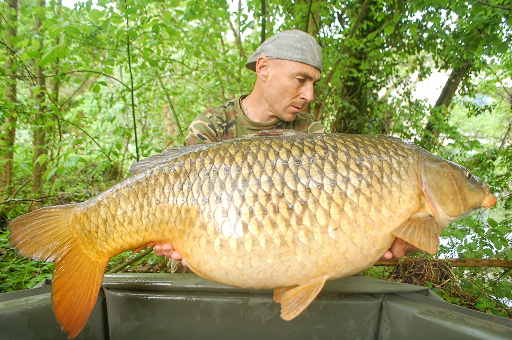 Fat Carp