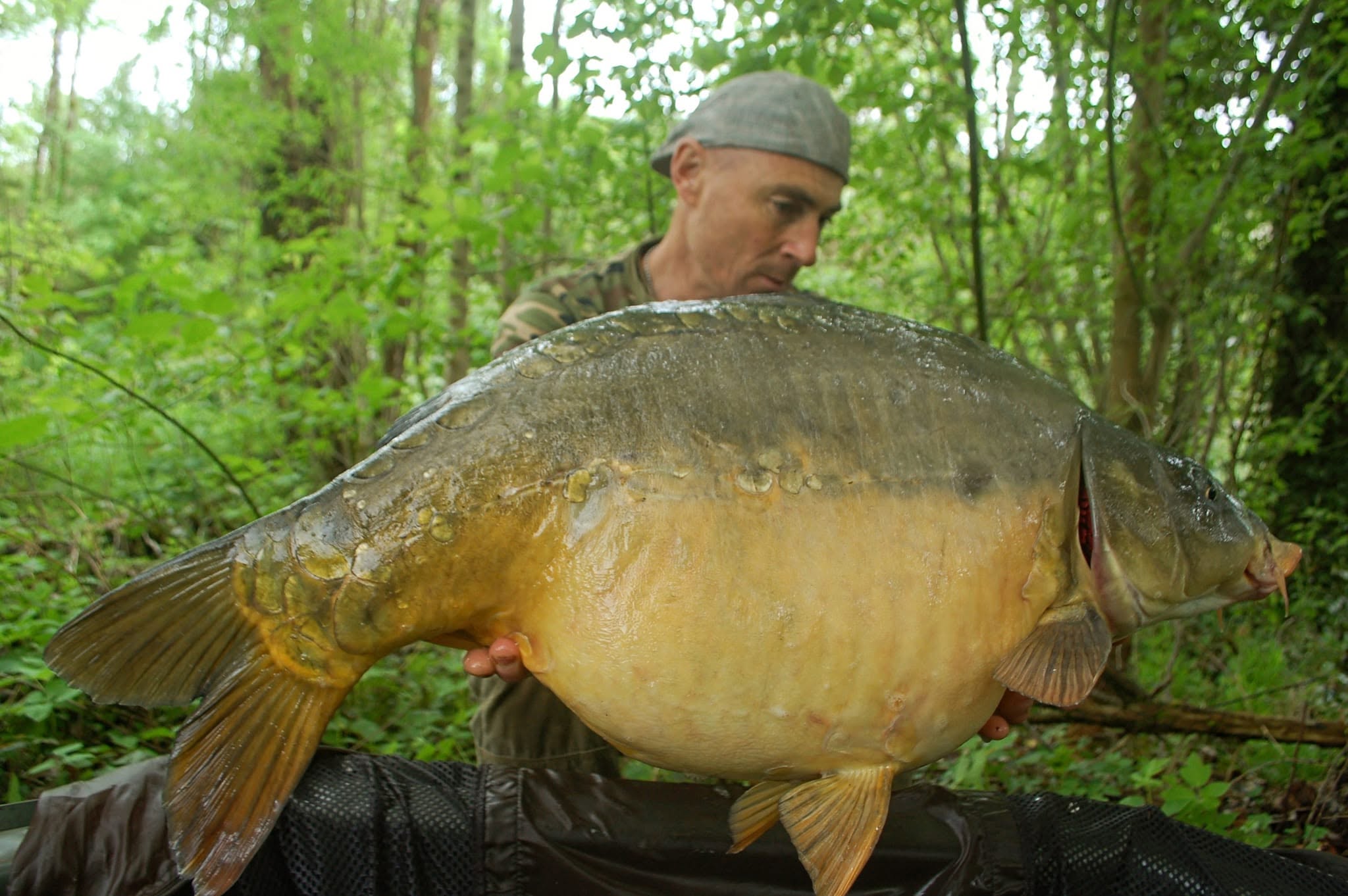 Fat Carp