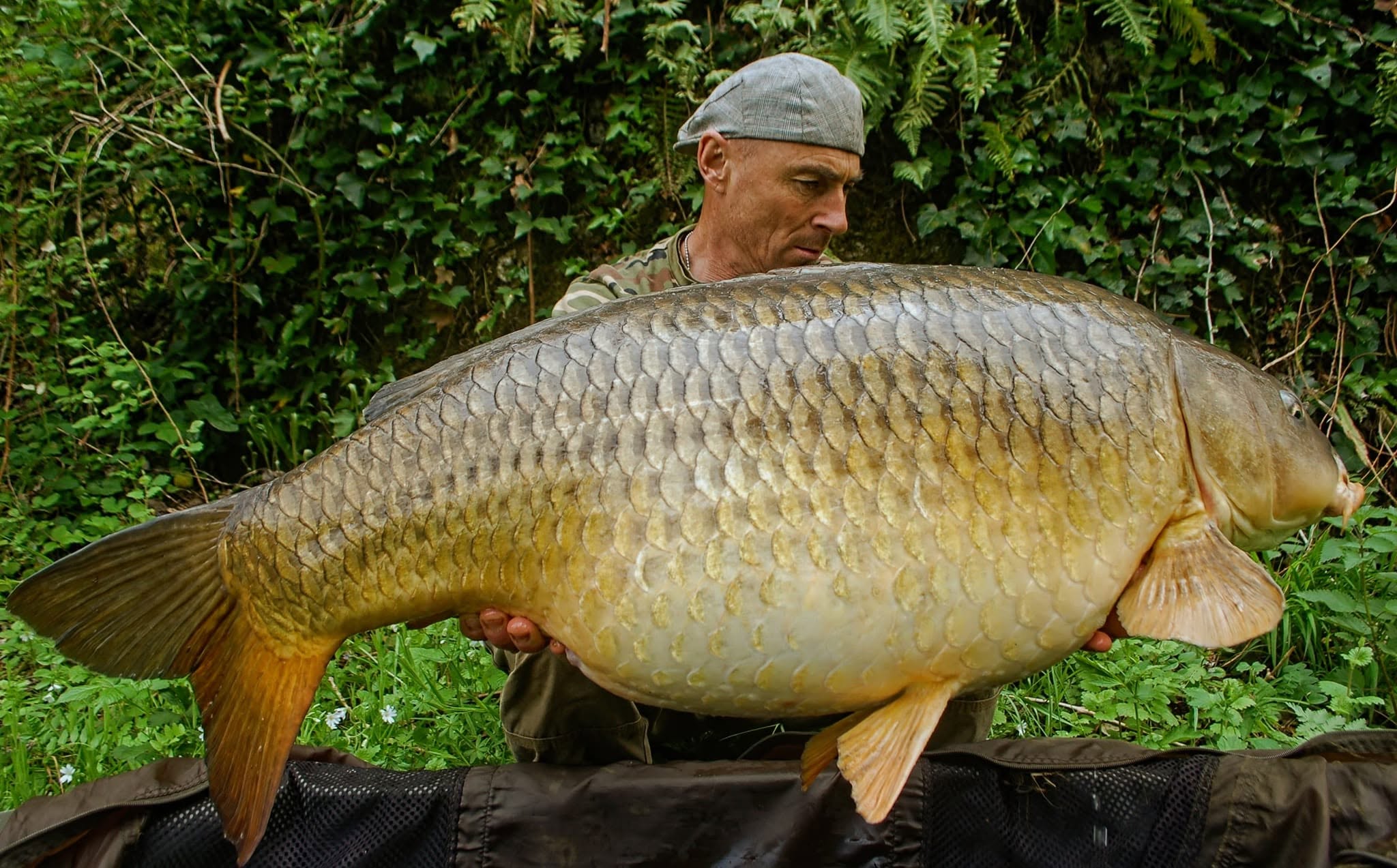 Fat Carp