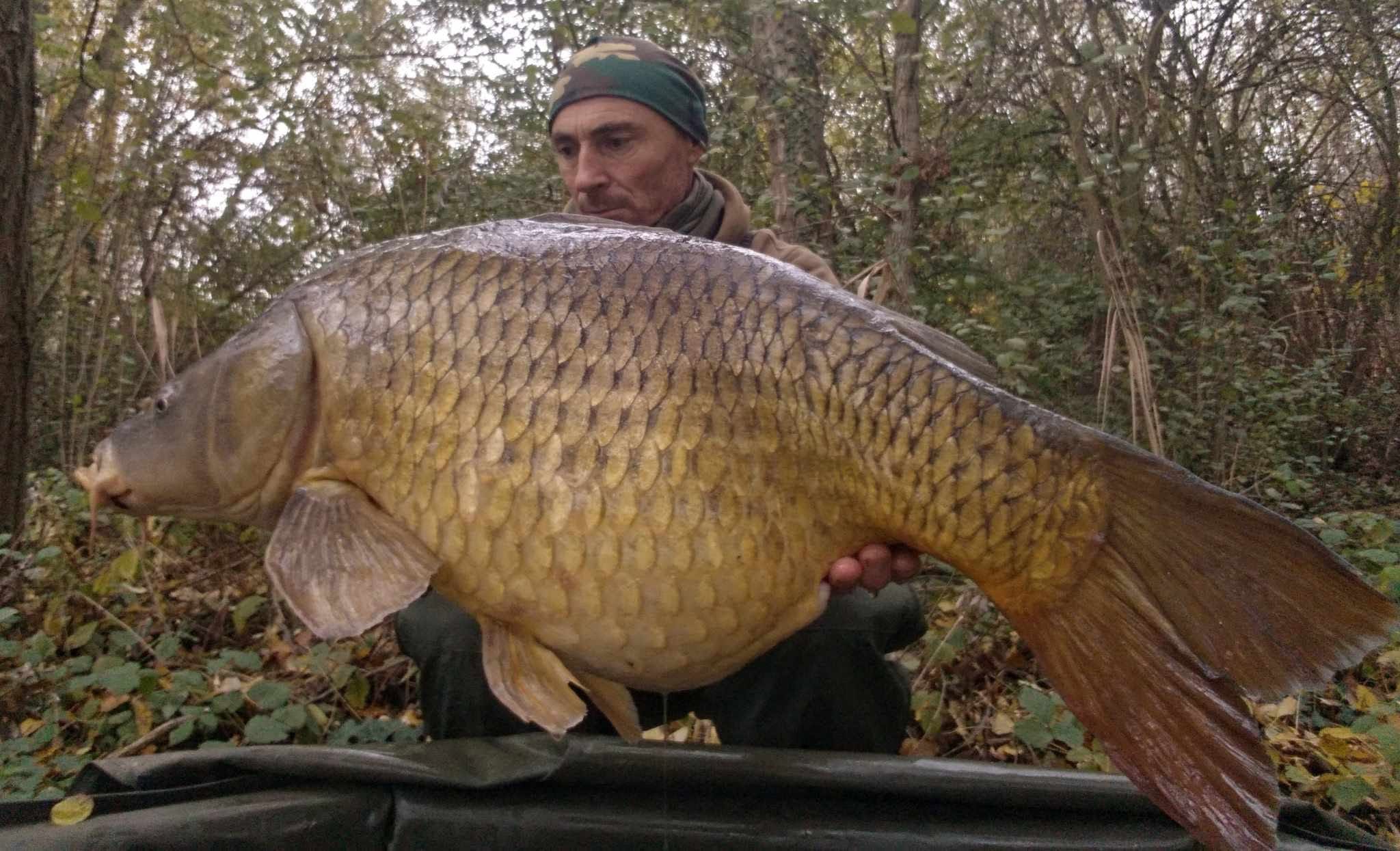 Fat Carp