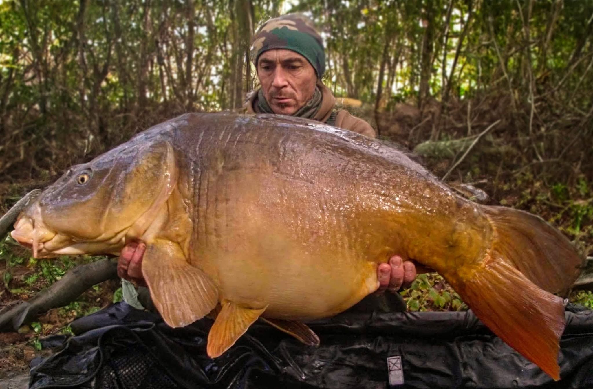 Fat Carp
