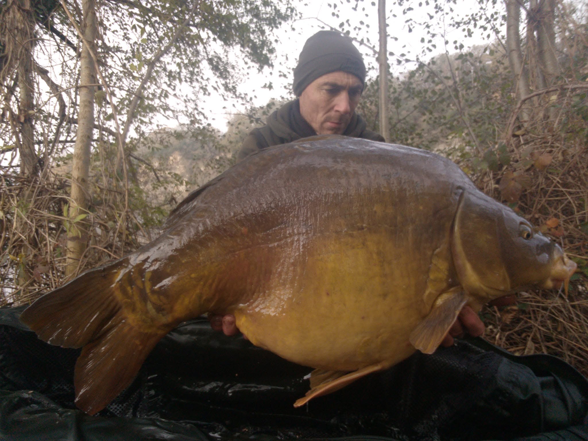 Fat Carp