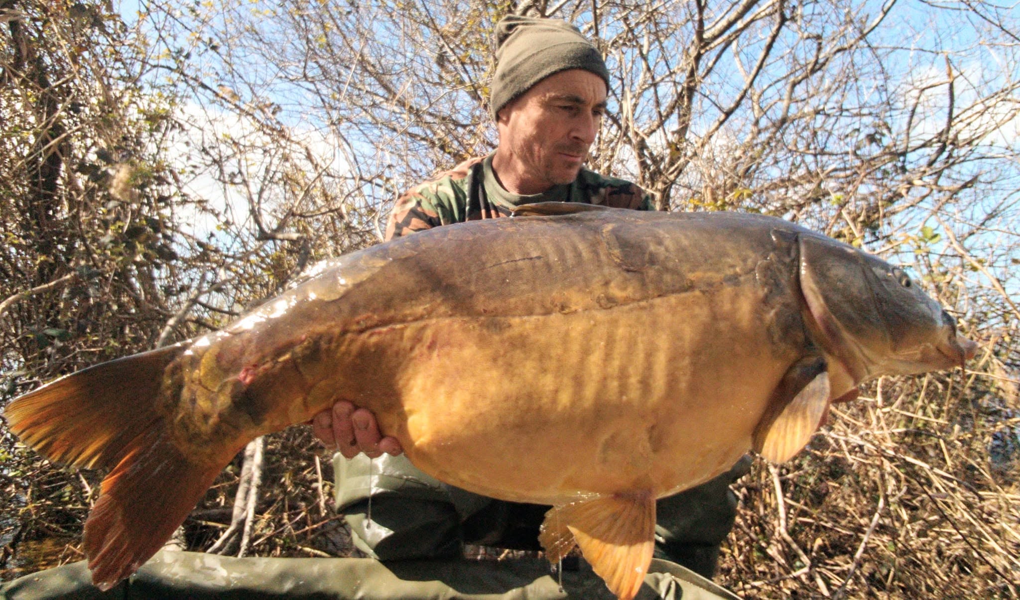 Fat Carp