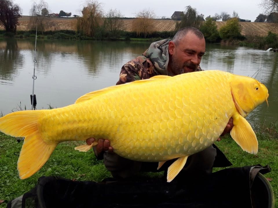 Fat Carp