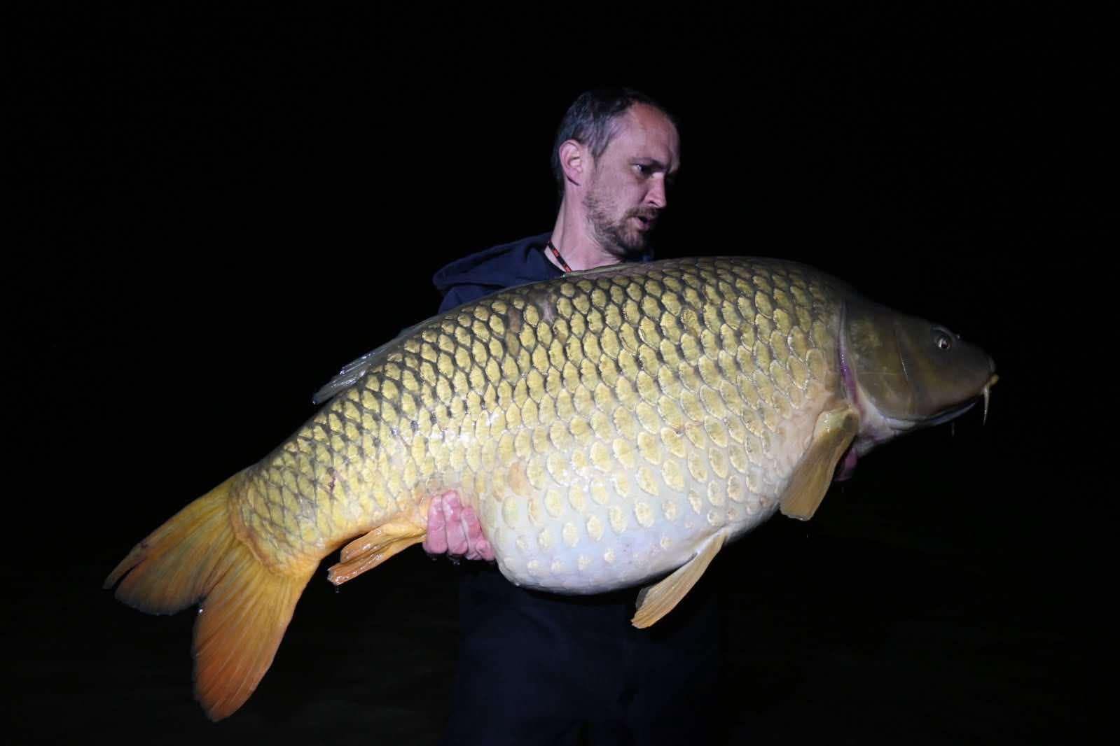 Fat Carp