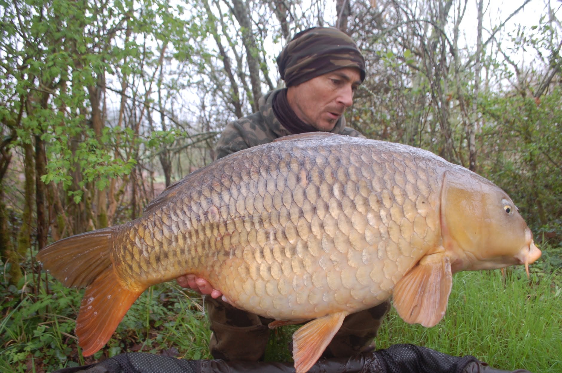 FAT CARP