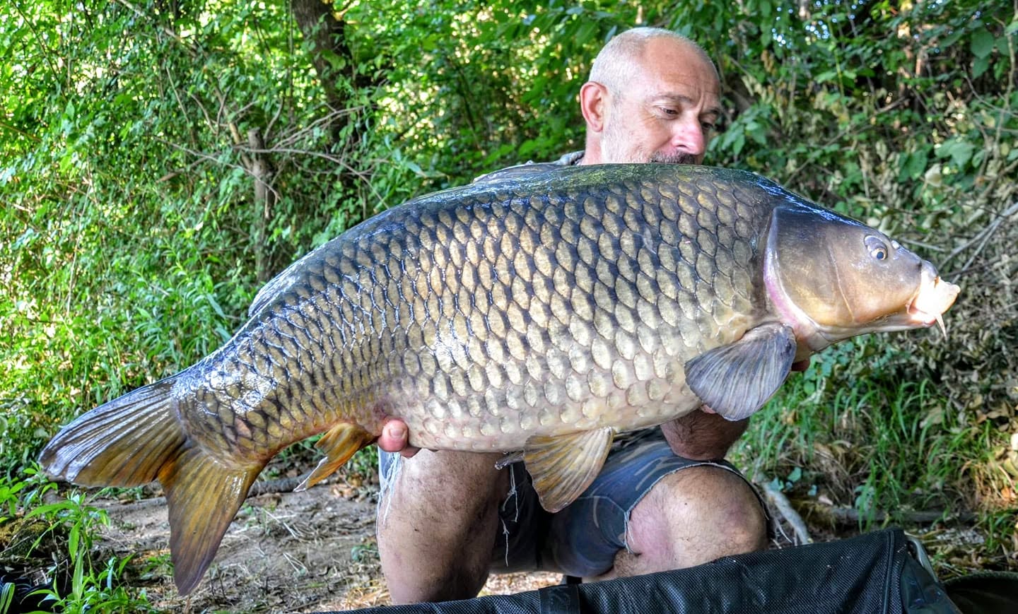 FAT CARP