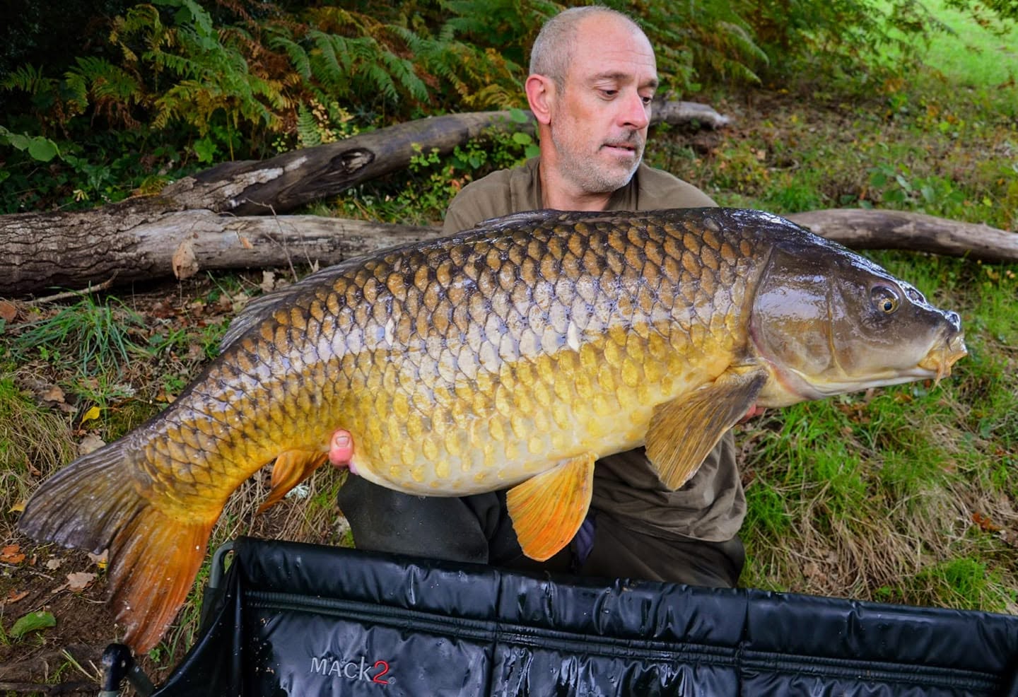 FAT CARP