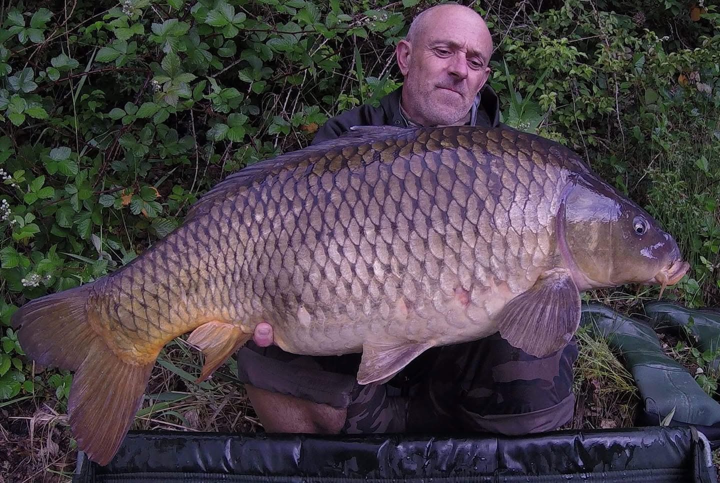 FAT CARP